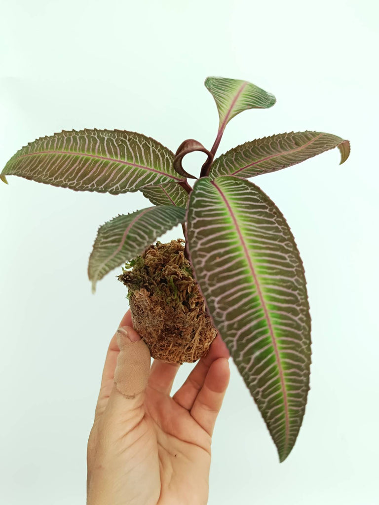 Labisia sp. pink veins