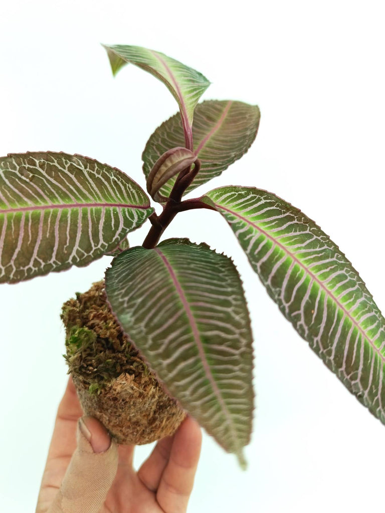 Labisia sp. pink veins