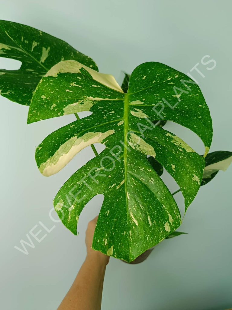 Monstera thai constellation