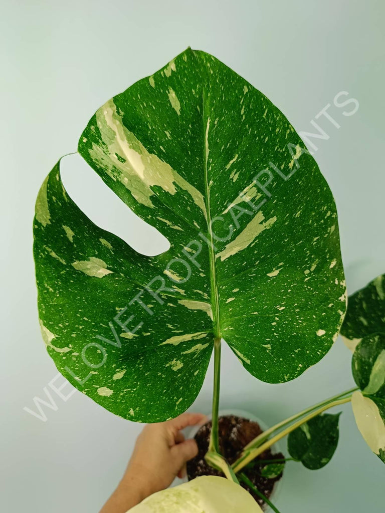 Monstera thai constellation