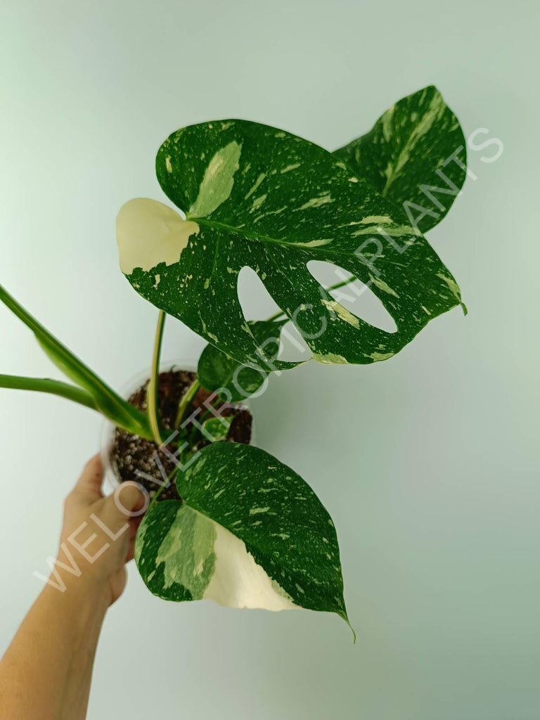 Monstera thai constellation