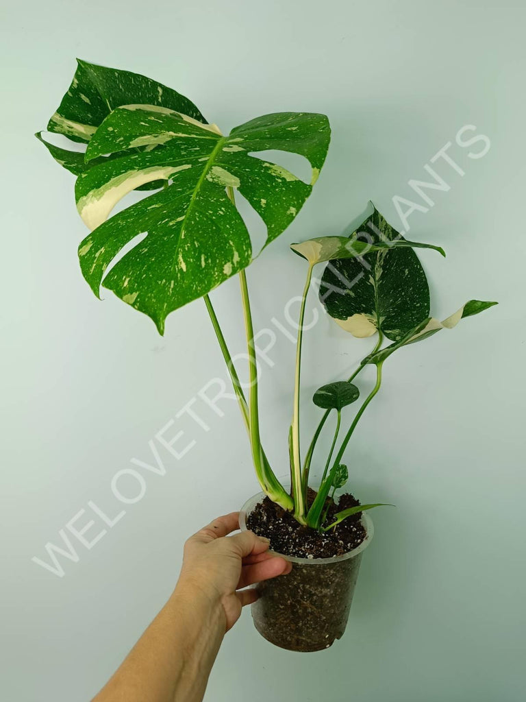 Monstera thai constellation