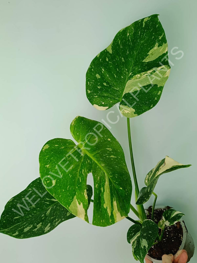 Monstera thai constellation