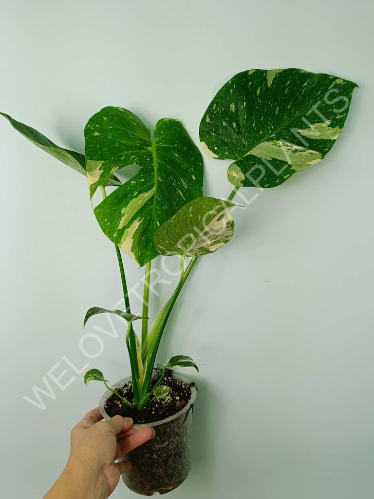 Monstera thai constellation