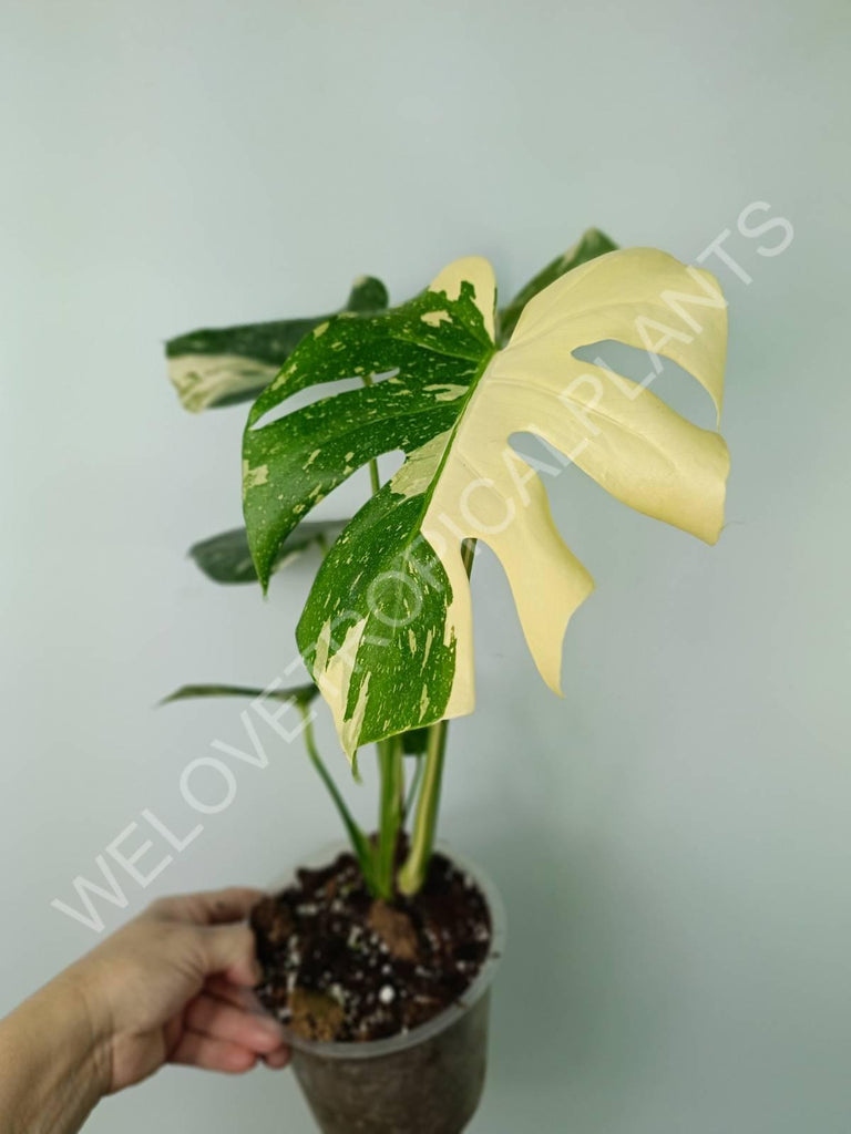 Monstera thai constellation