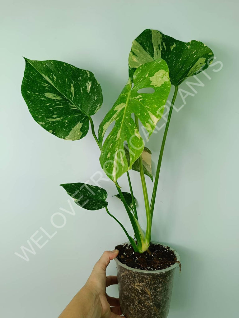 Monstera thai constellation