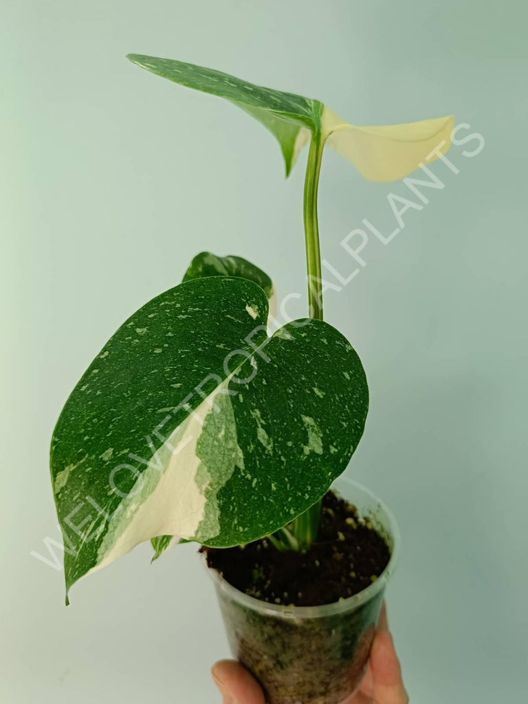 Monstera thai constellation