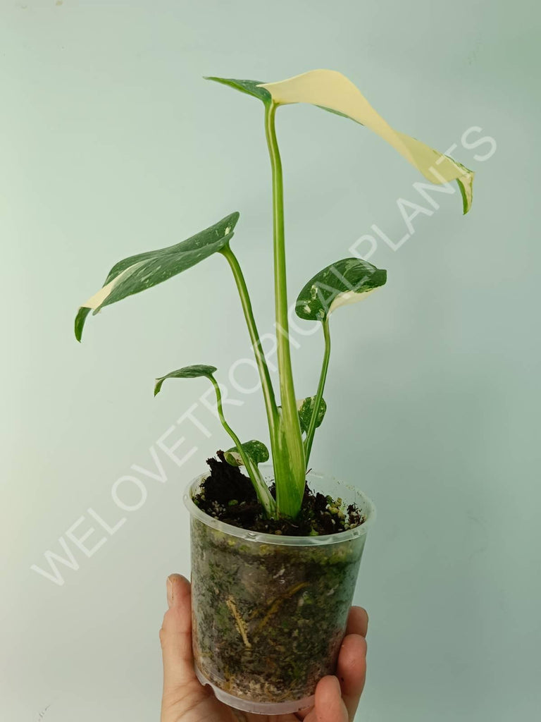 Monstera thai constellation