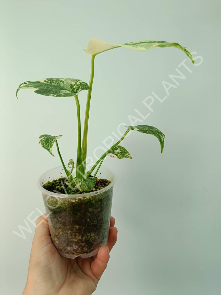 Monstera thai constellation