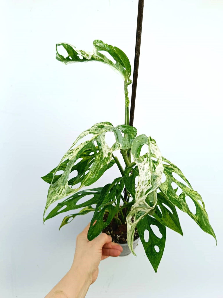 Monstera adansonii indonesian marble variegata