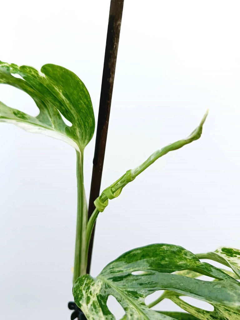 Monstera adansonii indonesian marble variegata