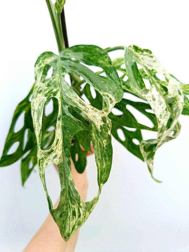 Monstera adansonii indonesian marble variegata