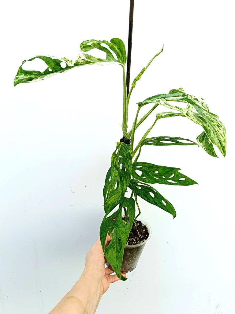 Monstera adansonii indonesian marble variegata