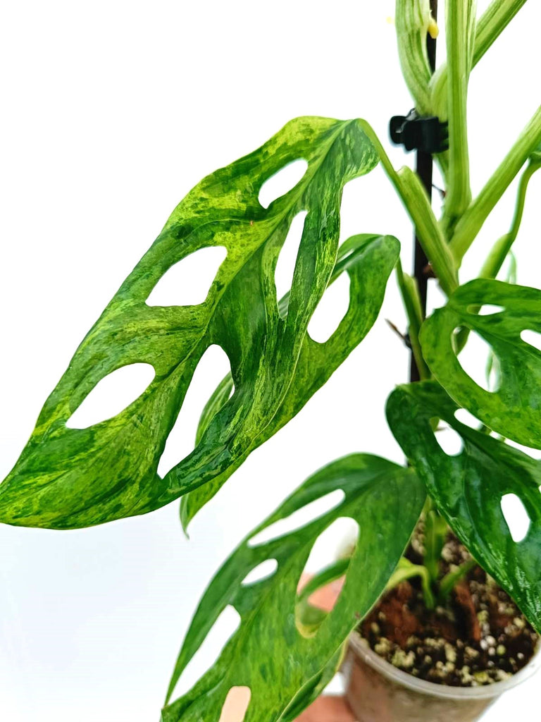 Monstera adansonii indonesian marble variegata