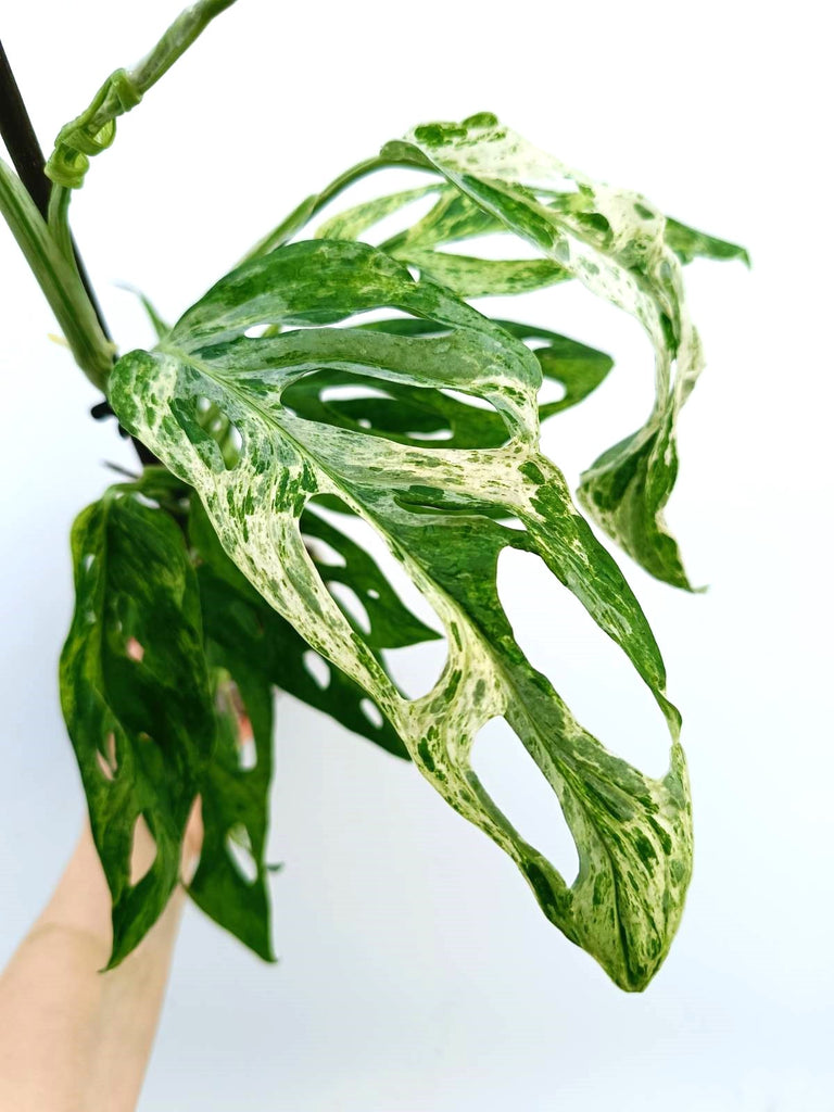 Monstera adansonii indonesian marble variegata