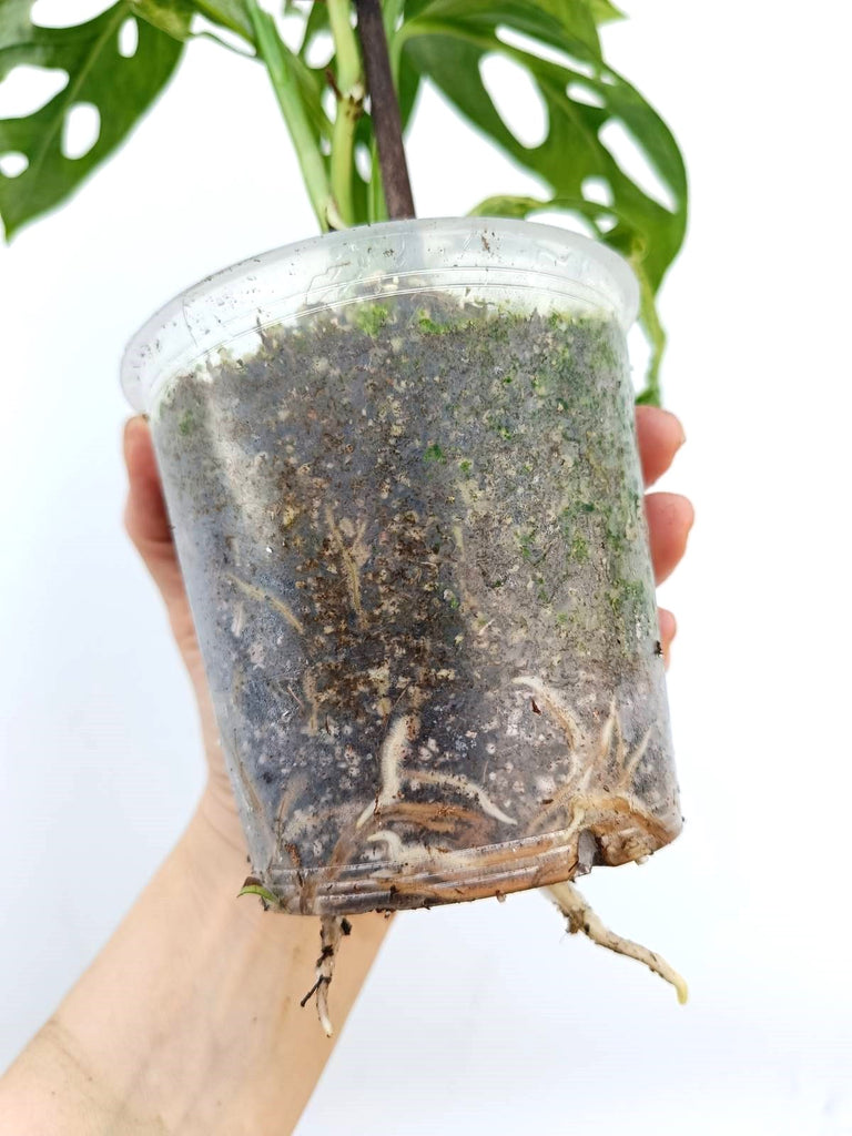 Monstera adansonii indonesian marble variegata