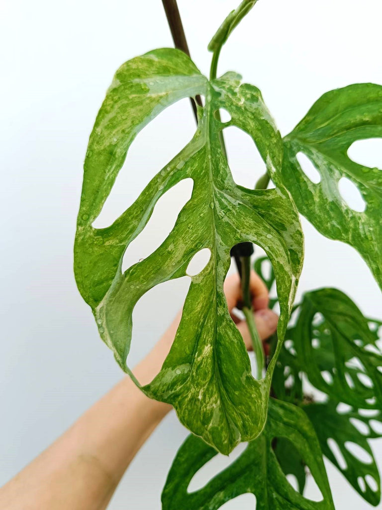 Monstera adansonii indonesian marble variegata