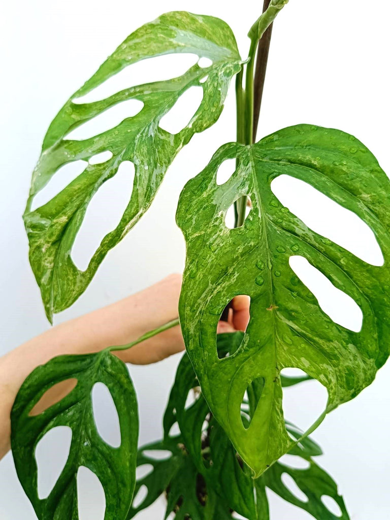 Monstera adansonii indonesian marble variegata