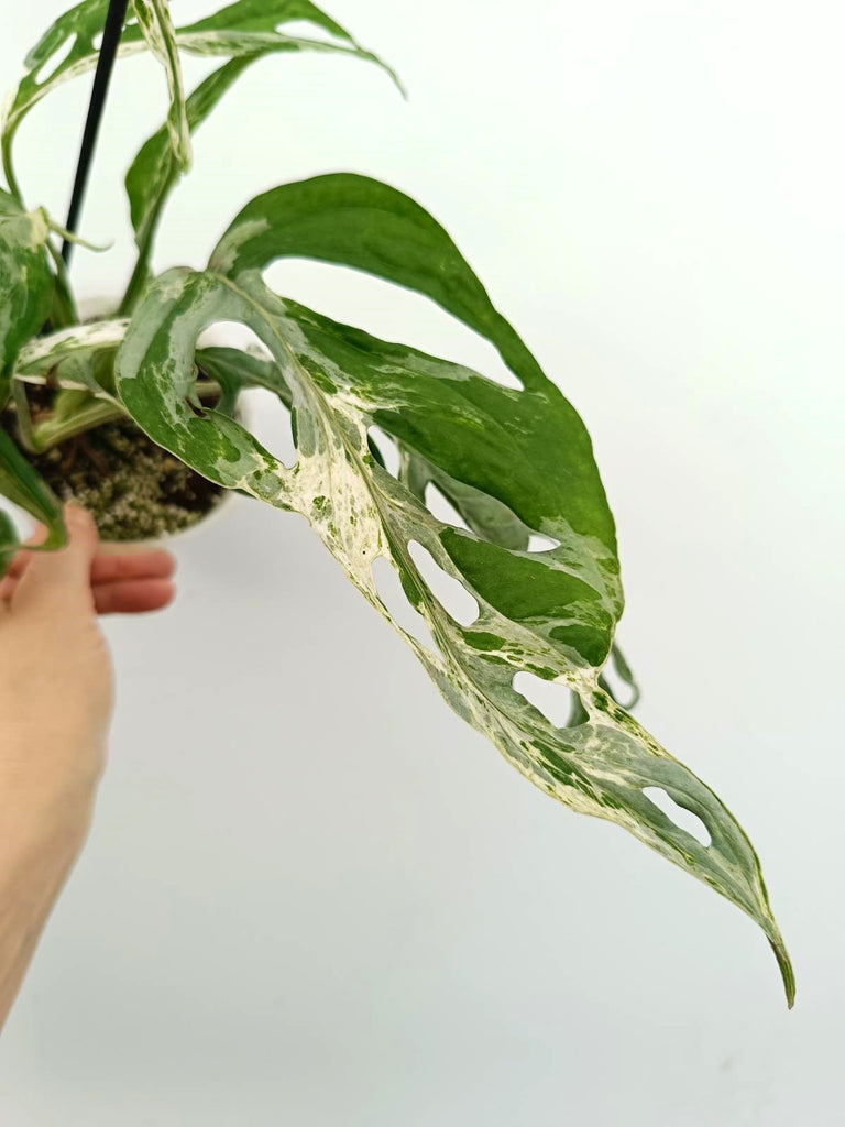 Monstera adansonii indonesian marble variegata mint