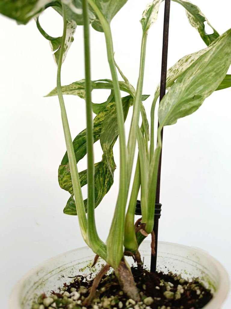 Monstera adansonii indonesian marble variegata mint