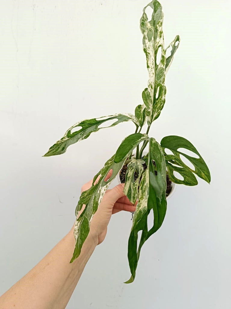 Monstera adansonii indonesian marble variegata