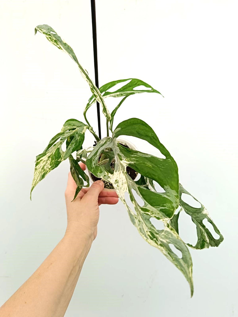 Monstera adansonii indonesian marble variegata mint