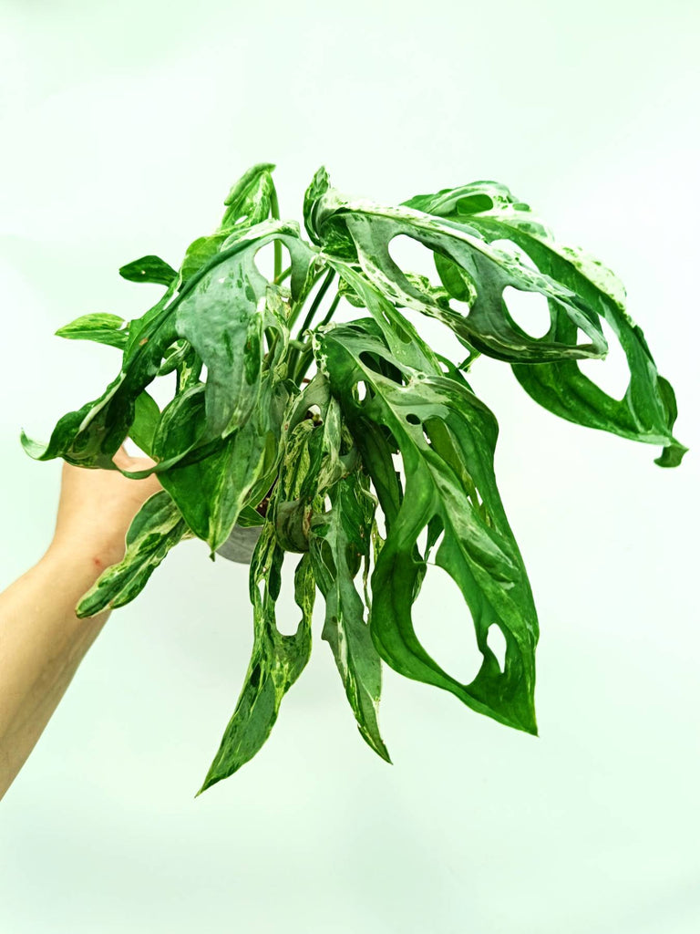 Monstera indonesian marble variegata
