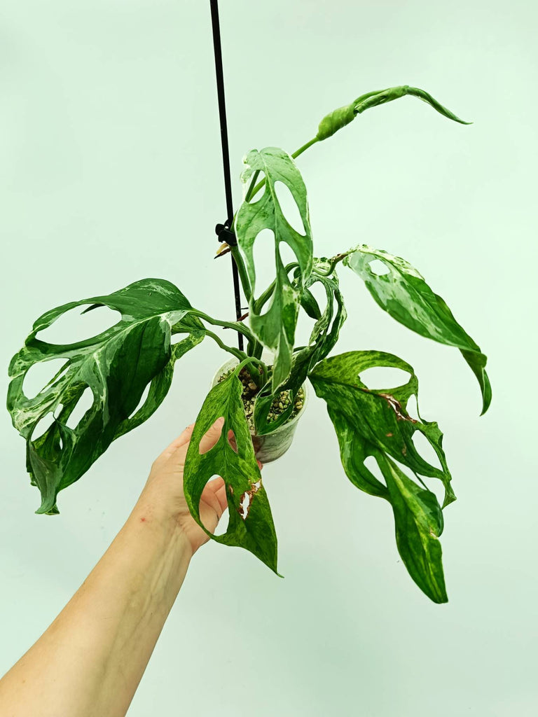 Monstera indonesian marble variegata