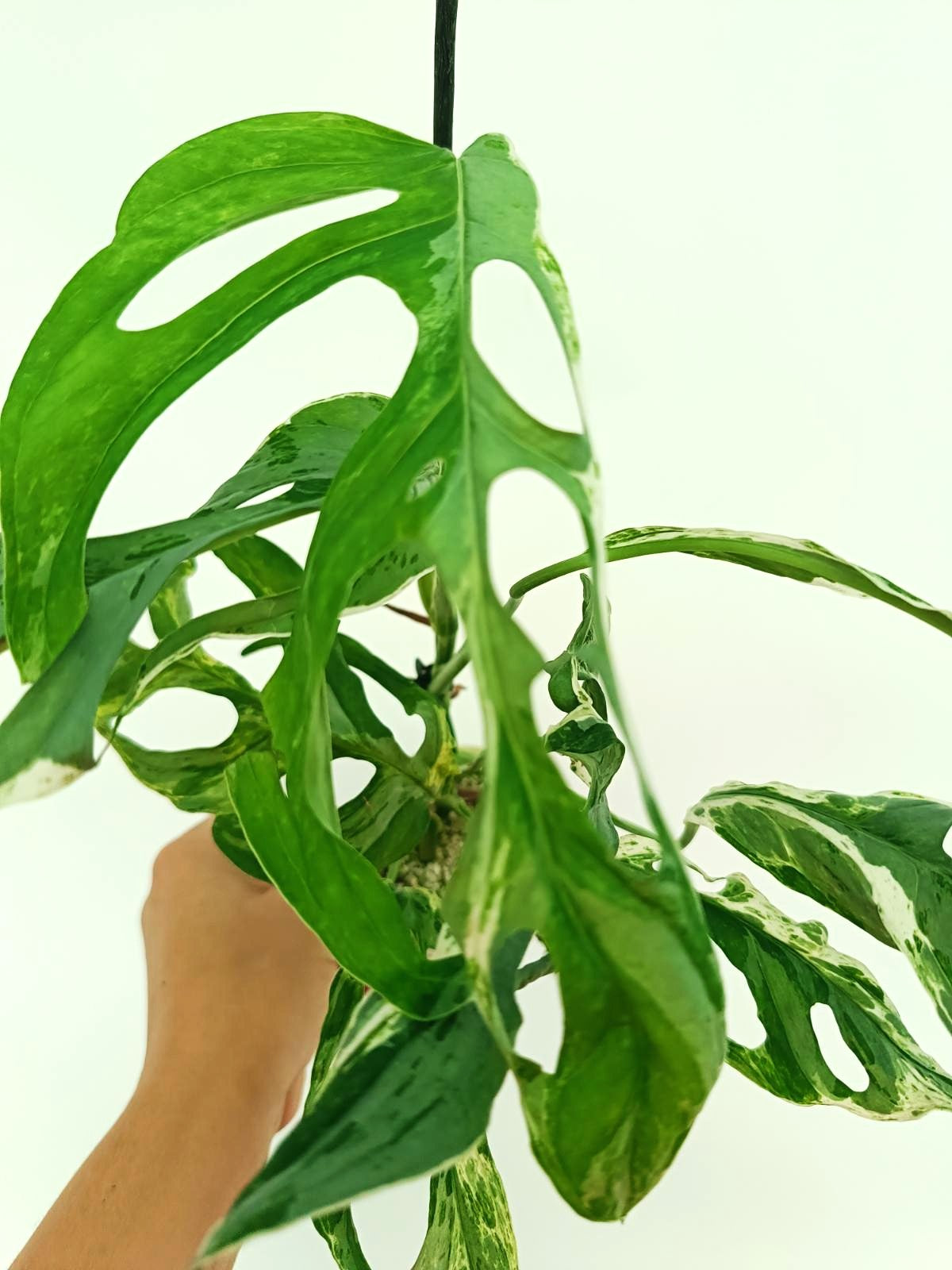 marble monstera plant Monstera Indonesian Marble Variegata