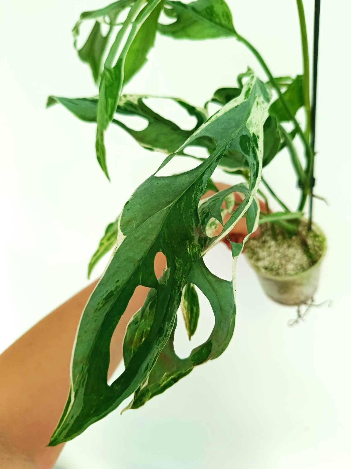 monstera adansonii marble Monstera Indonesian Marble Variegata