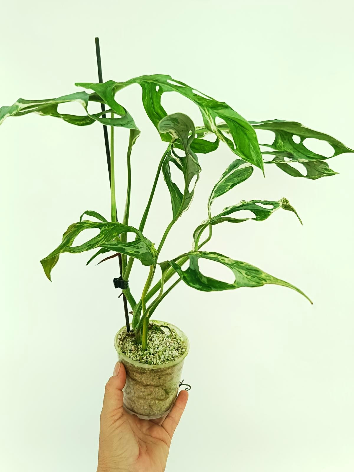 marble monstera plant Monstera Indonesian Marble Variegata