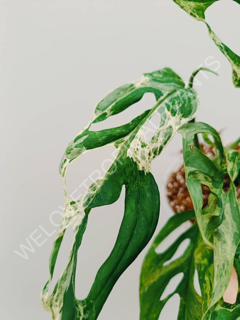 Monstera adansonii variegata mint