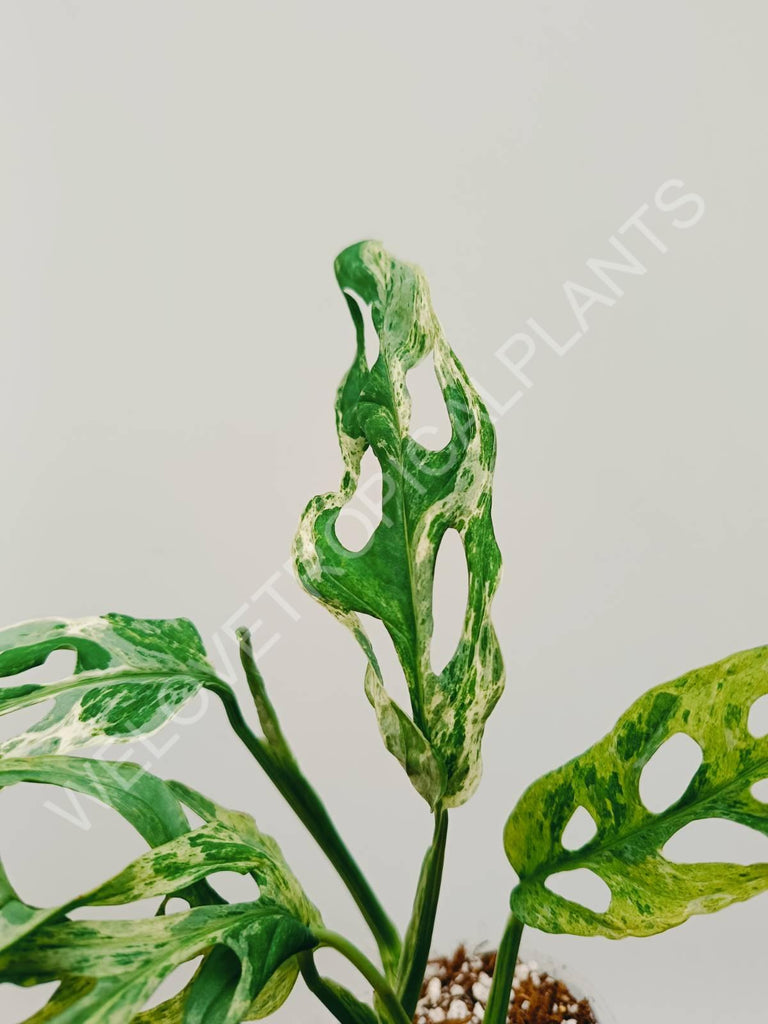 Monstera adansonii variegata mint