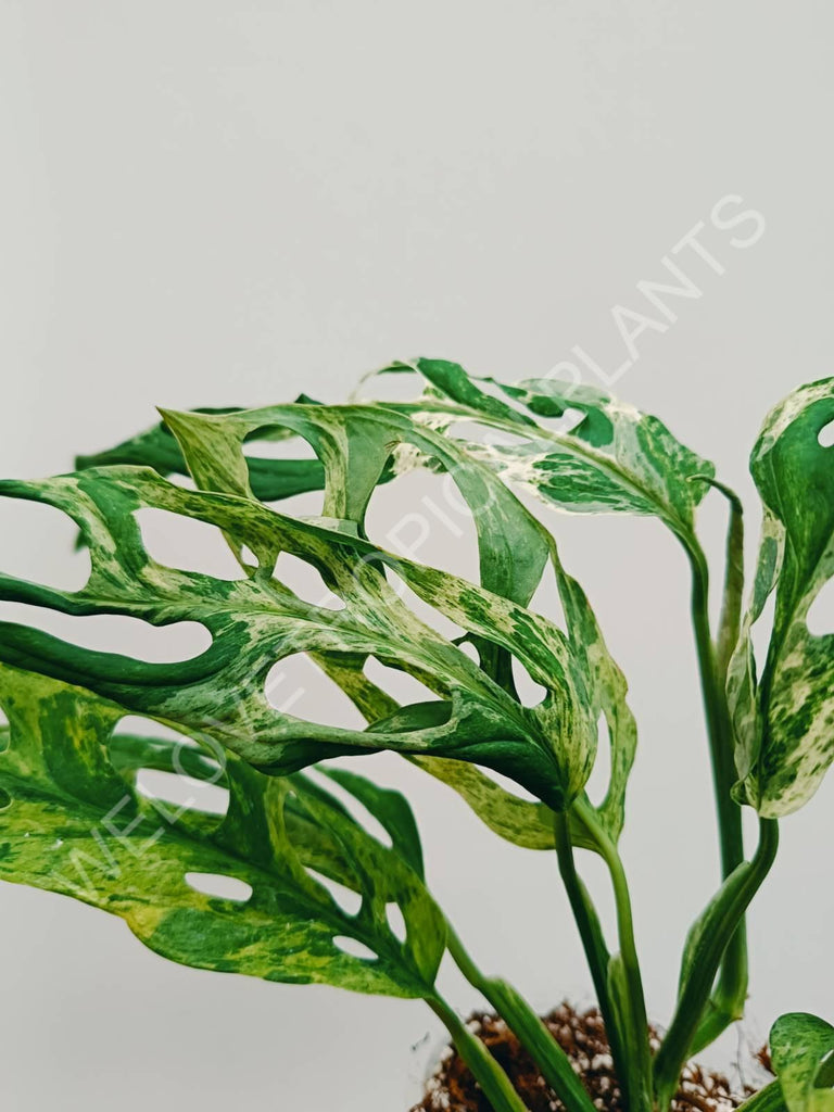 Monstera adansonii variegata mint