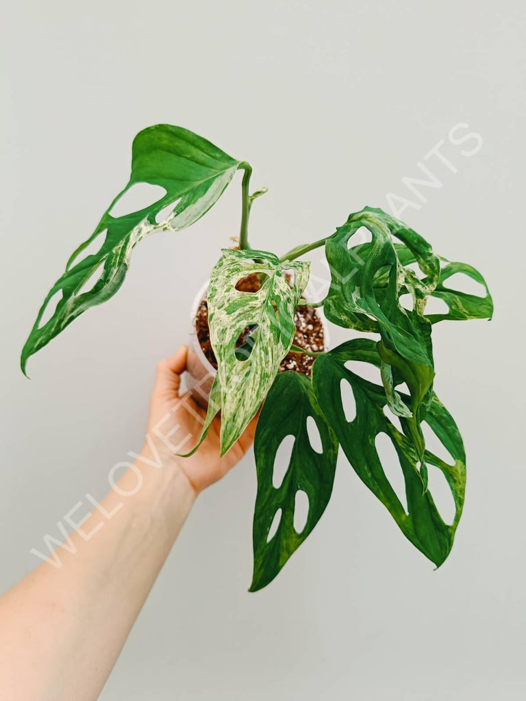 Monstera adansonii variegata mint