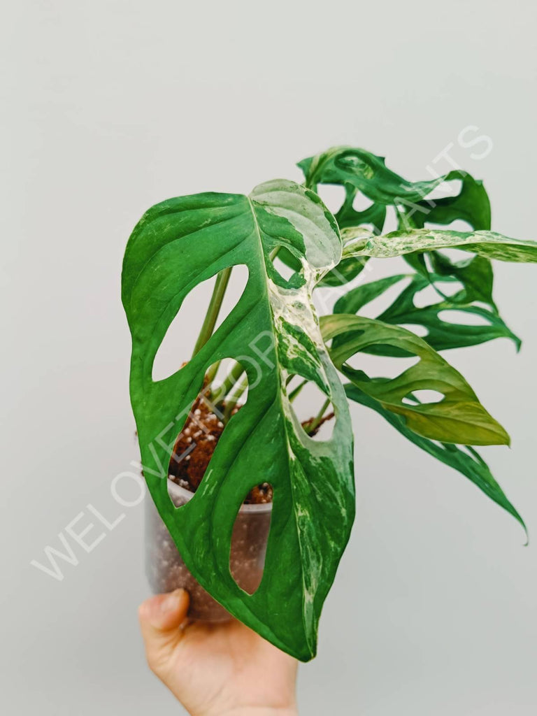 Monstera adansonii variegata mint