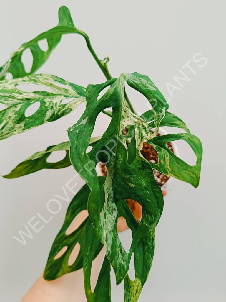 Monstera adansonii variegata mint