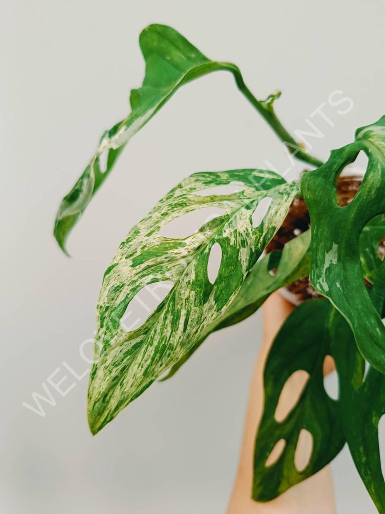 Monstera adansonii variegata mint