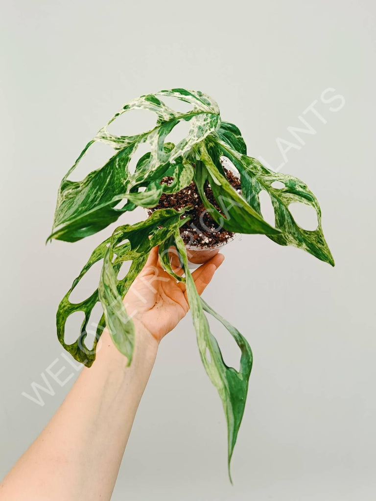 Monstera adansonii variegata mint