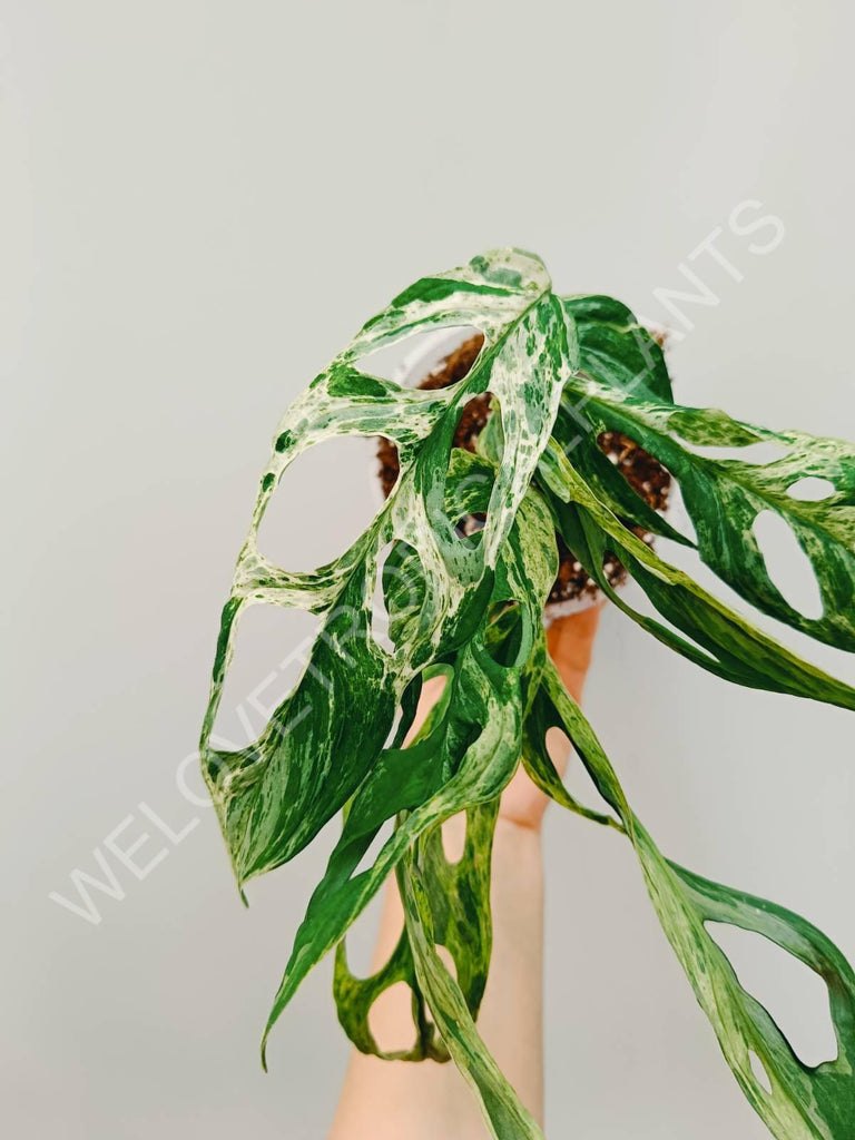 Monstera adansonii variegata mint