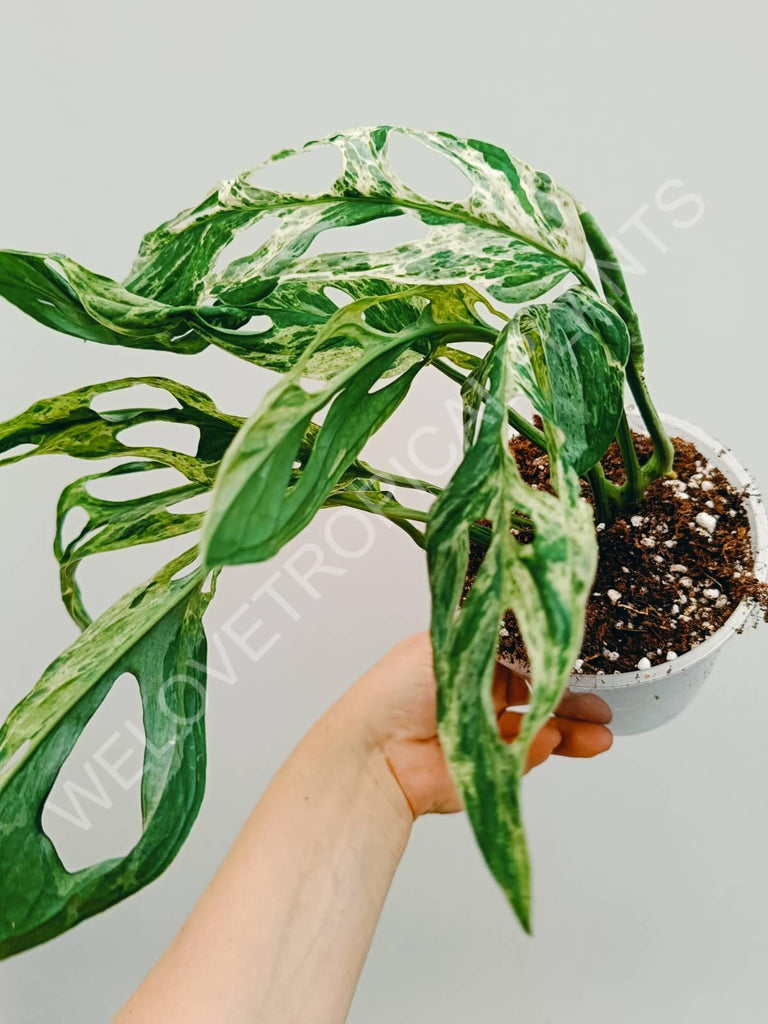 Monstera adansonii variegata mint