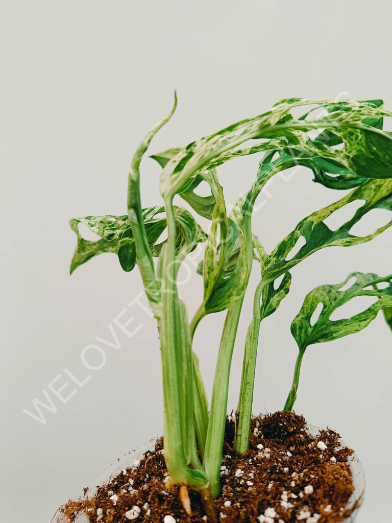 Monstera adansonii variegata mint