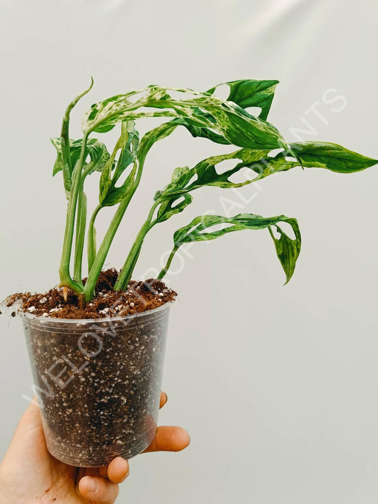 Monstera adansonii variegata mint