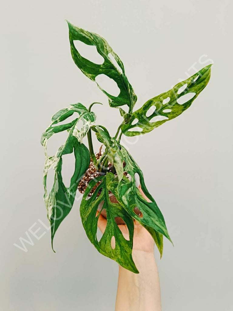 Monstera adansonii variegata mint