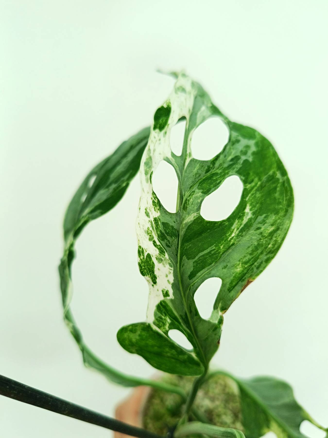 marble monstera plant Monstera indonesian marble variegata
