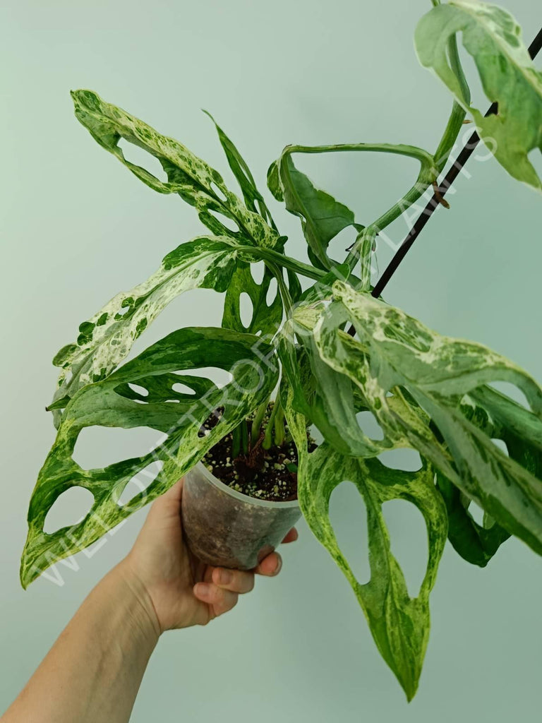 Monstera adansonii variegata mint