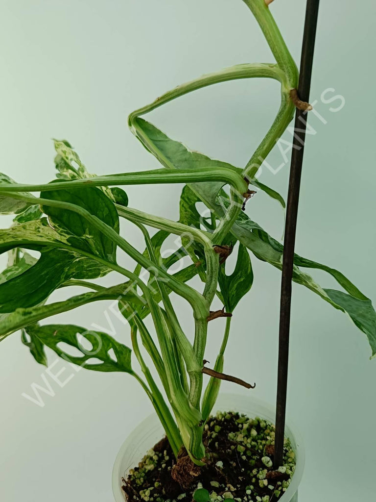 Monstera adansonii variegata mint