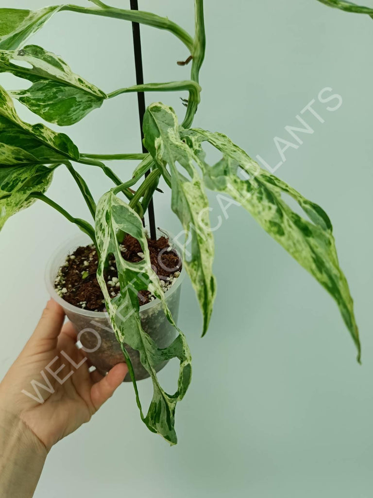 Monstera adansonii variegata mint