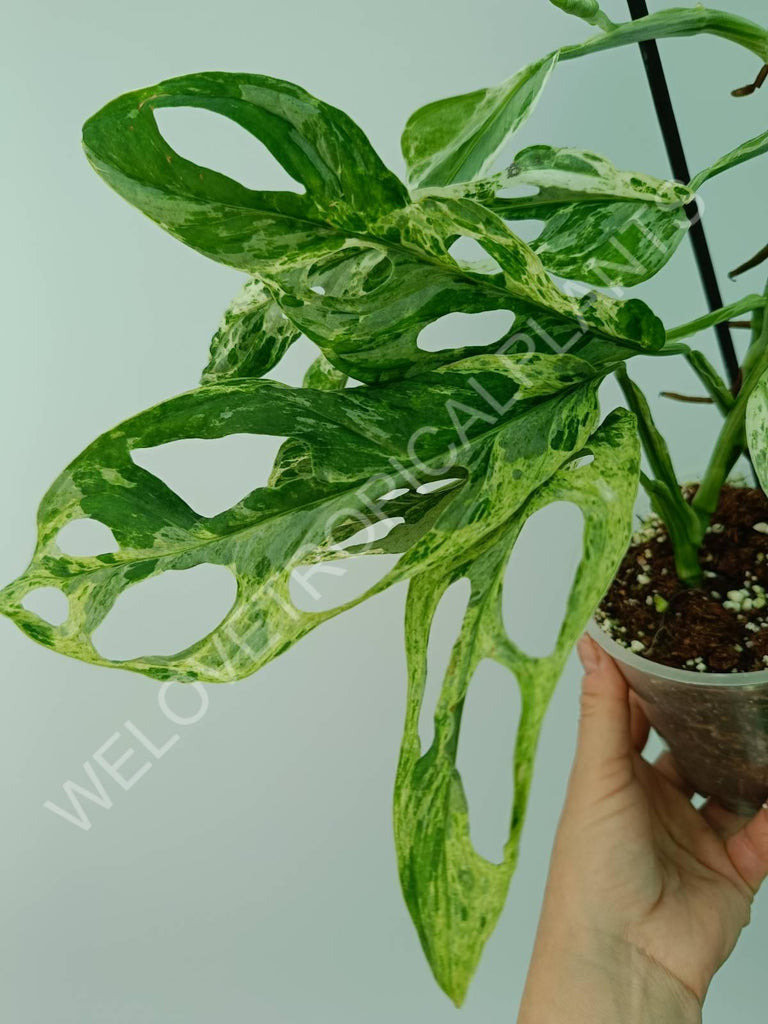 Monstera adansonii variegata mint