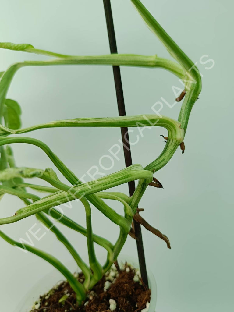 Monstera adansonii variegata mint